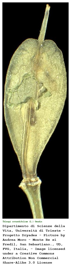 Thlaspi rotundifolium (L.) Gaudin